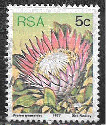 Afrique du Sud  - YT  420  obl  - Protea cynaroides (1977)