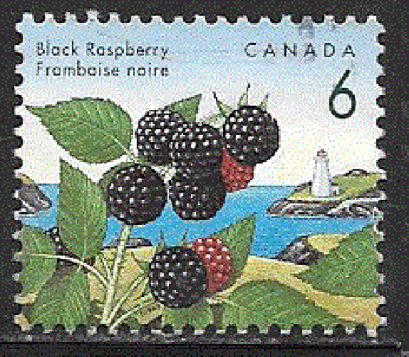 Canada  - YT  1266  obl  - Framboises noires (1992)