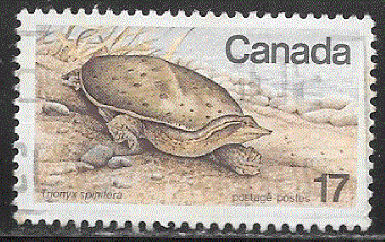 Canada  - YT  699  obl  - Tortue molle à épines (1979)