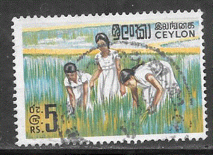 Sri-Lanka (Ceylan) - YT  411  obl - Repiquage du riz (1969)