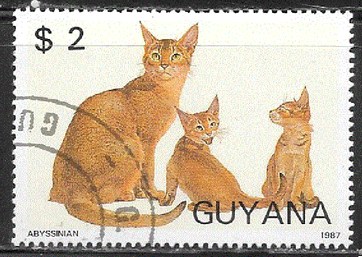 Guyana - YT  1769MM  obl - chat abyssin (1987)