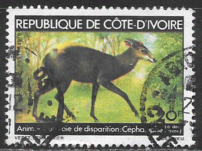 Côte d'Ivoire - YT  502  obl - Céphalophe (1979)
