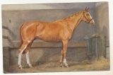 cpa Cheval par Alderson