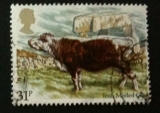 GB 1984 Cattle  31p YT 1121 / SG 1244