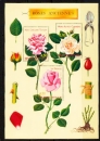 FRANCE bloc feuillet BF  24 1999 congrès des roses Anciennes  neuf ** TB MNH sin charne
