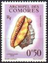 5476 - Y&T n° 19 - neuf sans charnière - Cypraecassis rufa - 1962 - Comores