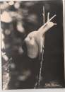 cpm Albert Monier Stalagmites  Escargot A 801