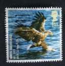 GB 2007 BIRDS White Tailed Eagle  YT 2922 