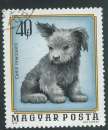 miniature Hongrie - Y&T 2404 (o) - Chiots -