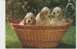 CPSM CHIOTS COCKER SPANIEL DANS UNE CORBEILLE EN OSIER