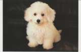 CPSM CHIOT BICHON FRISE