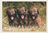 CPSM CHIOTS BERGER DE BRIE