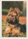 CPSM CHIOT BRIARD