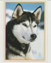 CPSM CHIEN : SIBERIAN HUSKY