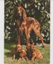 CPSM CHIENNE SETTER IRLANDAIS et SES CHIOTS