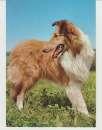 CPSM CHIEN COLLEY - BERGER D' ECOSSE