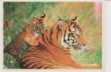 CPSM TIGRES EN FAMILLE : TIGRESSE et SON TIGRON