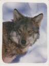 CPSM LOUP - DANSE AVEC LE LOUP