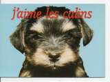 cpm animaux chiens