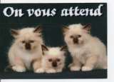 cpm animaux chat