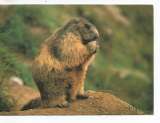 cpm animaux marmotte