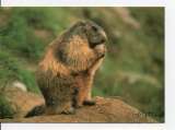 cpm animaux marmotte