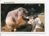 cpm animaux marmotte