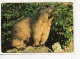 cpm animaux marmotte