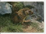 cpm animaux marmotte