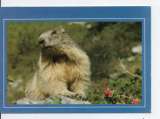 cpm animaux marmotte