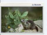 cpm animaux marmotte