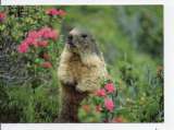 cpm animaux marmotte