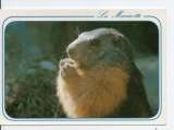 cpm animaux marmotte