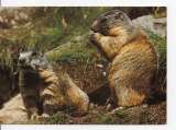 cpm animaux marmotte