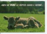 cpm animaux vaches
