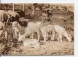 cpm animaux moutons