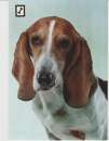 CPSM CHIEN BASSET ARTESIEN