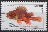 miniature Faune aquatique - Poissons de mer - Rascasse rouge