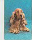 CPSM CHIEN COCKER