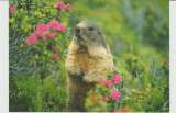 CPSM MARMOTTE
