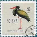 miniature POLOGNE 1960 - Cigogne noire   Yt:PL 1073