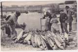 CPA 29 Concarneau - La pêche au thon, débarquement du poisson sur la digue - non circulée