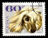 Pologne Yvert N°1750 Oblitéré 1969 Chien Lévrier Afghan