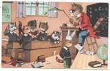 cpsm  Chats à l'Ecole  : Gare aux chahuteurs