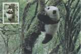 miniature Chine Carte Maximum PANDA 2000 Ours