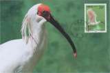 miniature Chine Carte Maximum IBIS 2000 oiseau échassier