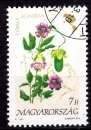 miniature HONGRIE 1991 FLEUR LA COBEE GRIMPANTE  OBLITERE